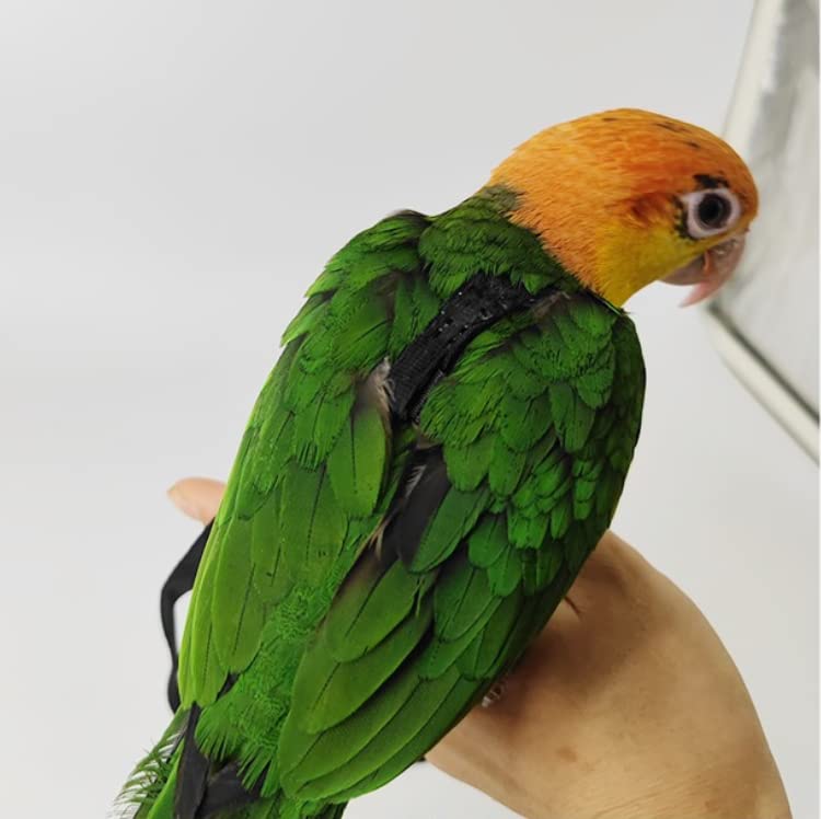 Adjustable Bird Harness with 78.7 Inch Leash, Outdoor Flying Training Rope Kit for Bird Parrots, Parrot Flying Rope Straps Outdoor Training Traction Rope for Small Medium Large Size Birds (XS) - size: XS