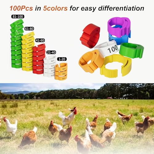 16mm 100 Pcs Adjustable Poultry Leg Bands,Chicken Leg Rings,Duck Leg Bands,5 Colors Laser Engraved Clip Rings for Large Poultry Chicken,Duck,Turkey,Goose Gamefowl Turkey