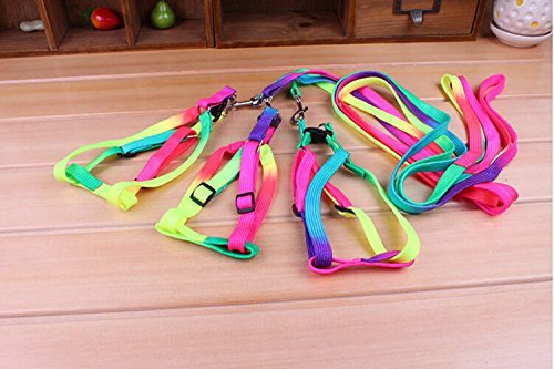 Hypeety Bird Harness and Leash with Buckle Adjustable Bird Vest for Outdoor | Adjustable chest 5.1-12.9'', adorable rainbow design, escape-proof buckles, anti bite training rope for macaw/large bird, M - size: 0.39 × 47.24 in