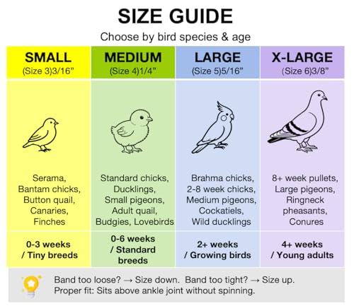 100PCS Baby Poultry Leg Bands, Soft Elastic Chicken Leg Rings for Identification, Comfort Fit for Chicks Ducklings Bantams Pigeons Parrots Canaries and Small Birds (Medium (Size 4) 1/4”) - size: MEDIUM (Size 4)1/4”