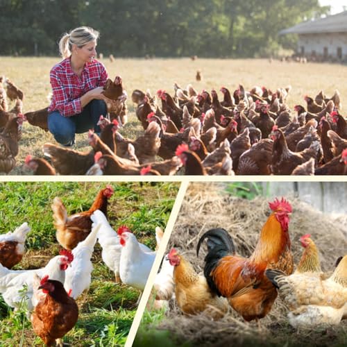 Plastic Wire Mesh Fence 16in x 33Ft Plastic Chicken Wire Mesh for Poultry, Dogs, Rabbit, Snake Barrier & Gardening Versatile Plastic Fencing (16in x 33Ft, White) - color: White, size: 16in x 33Ft
