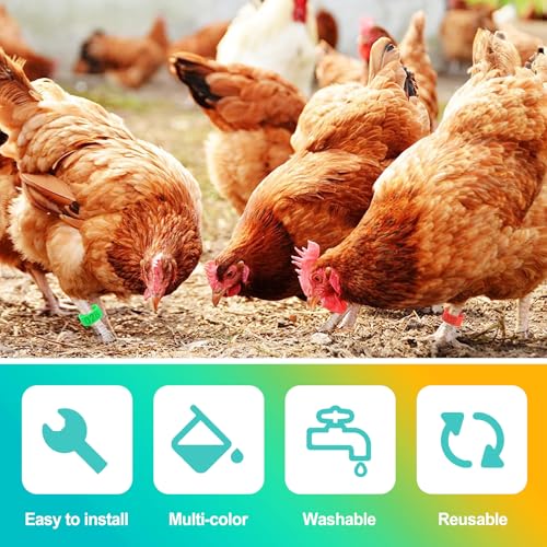 100 Pcs 16mm Numbered Chicken Leg Bands, Colorful Poultry Leg Bands & Rings, Chicken Identification Tags for Legs, Poultry