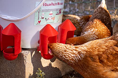 RentACoop Anti-Dirt Chicken Water Cup Covers - 6 Pack