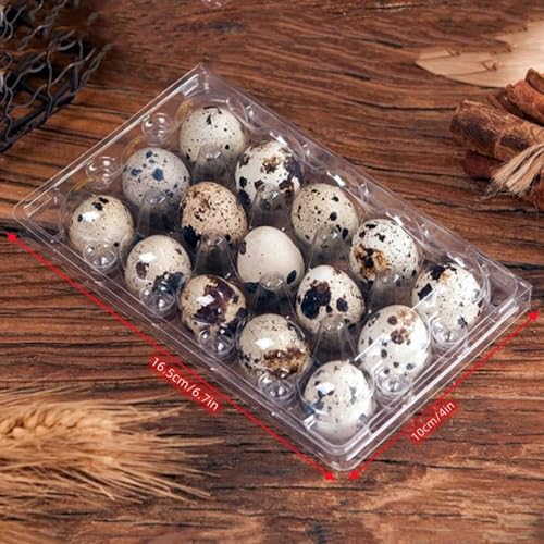 Quail Egg Cartons,15 Grids Small Egg Storage Holders,Quail Eggs Bulk Carton Trays & 2PCS Stainless Steel Cutter