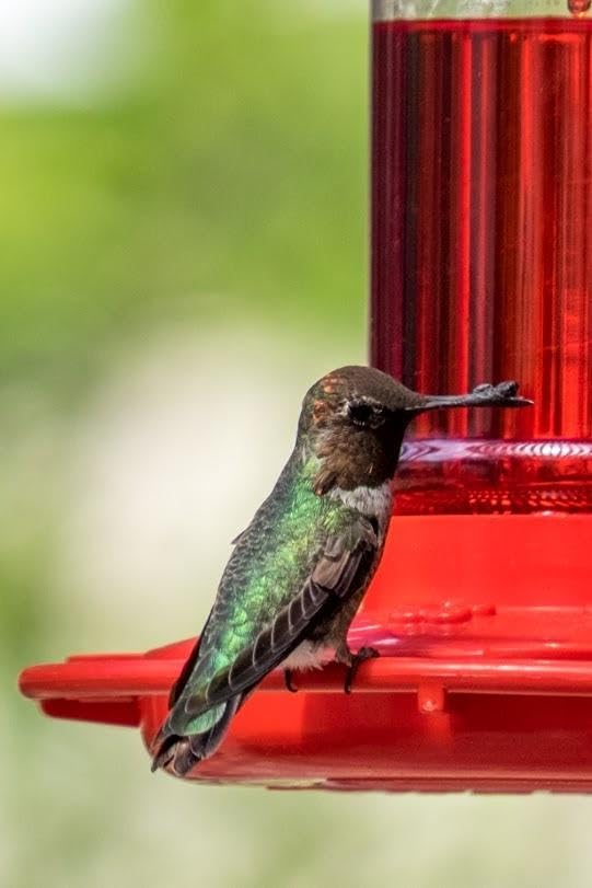 Rocky Mountain Goods Hummingbird Feeder – 16 oz Bright Red Plastic – Wide Mouth for Easy Filling and Cleaning – Includes S-Hook – Multiple Feeding Ports for More Hummingbirds