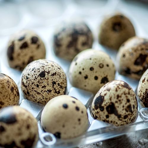 JAPCHET 150 Pack 18 Grid Quail Egg Cartons, Reusable Quail Egg Cartons Cheap Bulk, Stackable Plastic Quail Egg Container for Quail Eggs - size: 150 Pack 18 Grid