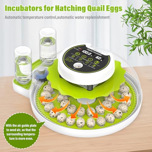 Quail Egg Incubator for Hatching Eggs with Automatic Egg Turning and Humidity Control, 40 Quail Eggs Capacity Brooder Poultry Incubators, Also for Partridge, Parrot, Pigeon, and Other Types of Bird - color: Green