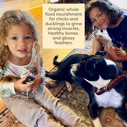 Scratch and Peck Feeds | Starter Mash for Chickens & Ducks | 50 lb Bag | 20.5% Protein, Corn & Soy Free, Fermentable Grains, Certified Organic & Non-GMO Project Verified, Complete Nutrition - size: 50 Pound (Pack of 1), style: Starter Feed