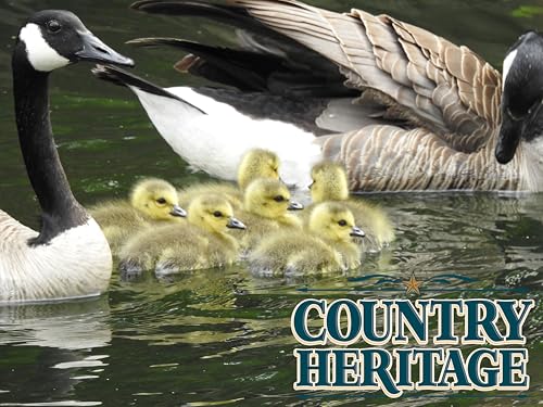 Country Heritage Floating Waterfowl Feed – Duck, Goose & Swan Food – 5 lb Resealable Bag – Nutrient-Rich Pellets for Wild & Pet Birds - size: 5 Pound (Pack of 1), style: Floating Waterfowl Feed
