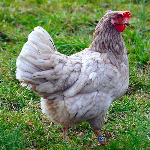 Gamefowl Rooster Supplies Gallos De Pelea Accessories Chicken Supplies Poultry Care Supplies Leg Protect 2 Pairs Color Blue and Red - color: Blue and Red