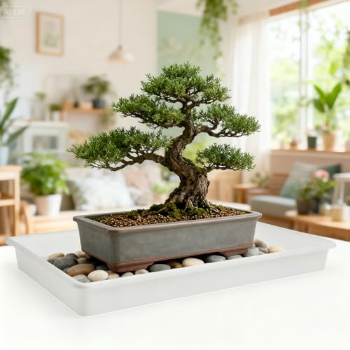 MUZHI 3 Pack Plastic Bonsai Humidity Trays, Rectangle Plant Growing Saucer Water Catcher Drip Tray, Seed Starter Drainage Tray Transparent (11.5x8.3 Inch)