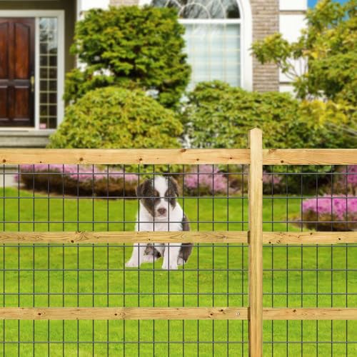 Amagabeli Black PVC Coated Welded Wire Fence 48inch x 50ft 2 Inch x 3 Inch 16 Gauge Chicken Wire Mesh Roll Metal Garden Border Fencing for Yard Vegetable Plant Protection Poultry Netting Cage - size: 2''x3'' 16GA 48''x50'