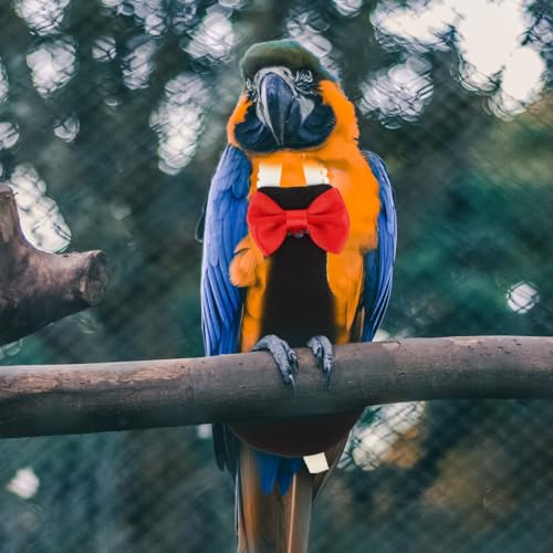 POPETPOP Flying Bird Harness Clothes - Reusable Nappies, Parrot Flight Suit, Washable Diaper, Cotton Pet Xuan Feng