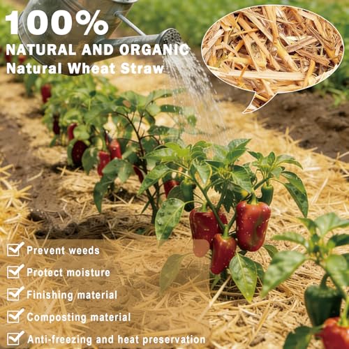 Natural Wheat Straw - Dry Clean Soft Bale for Stray Cats & Dogs Shelter, Chicken Coop Bedding, Garden Mulch & Weed Cover (2LB) - color: 2LB