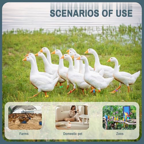 200 Pieces 20 MM Plastic Chicken Leg Bands with 5 Colors, Reusable Colorful 01-100 Numbered Chicken Foot Tags, Clip-On Round Poultry Leg Bands for Ducks Chicks Goose Turkey Pigeons