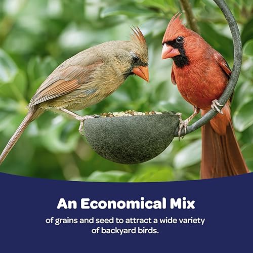 Kaytee Liberty Blend Wild Bird Food, for Cardinals, Blue Jays, Finches & Other Outdoor Wild Birds, 8 Pounds - size: 8 Pound (Pack of 1)