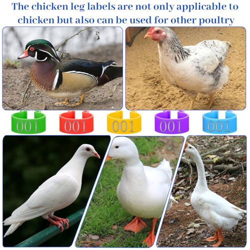 100 PCS Chicken Tags for Legs, Plastic Chicken Leg Bands Tags with 1-20 Code, Colorful Reusable Poultry Leg Band Rings for Chickens, Duck Management