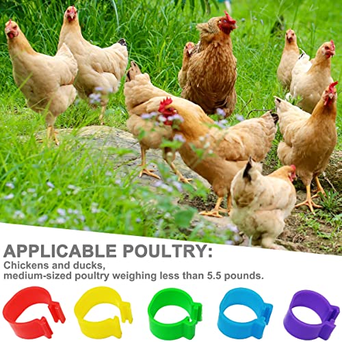 200Pcs 16mm Chicken Leg Bands Identification Leg Bands for Chickens Poultry Leg Bands Rings 8/16/20/25mm - size: 16mm - 200Pcs
