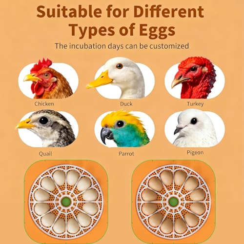 Incubator for Hatching Eggs, Temperature and Humidity Control, Automatic and Adjustable Egg Turning & Incubation Day, Built-in Egg Candler, 12 Egg Incubator for Hatching Chicken, Duck, Turkey, Bird