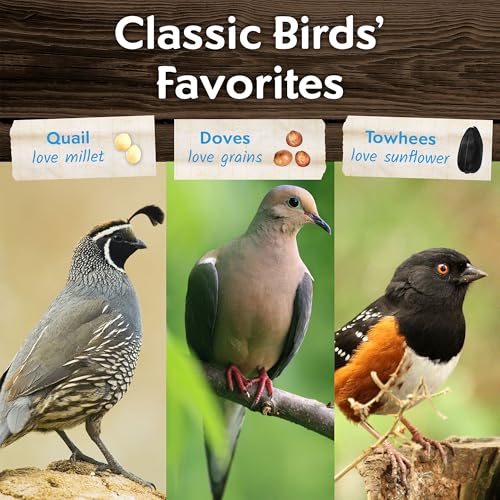 Morning Song Dove & Ground Feeding Wild Bird Seed, 12 lb | Dove, Quail & Pigeon Wild Bird Food for Outside Feeders - size: 12 Pound (Pack of 1)