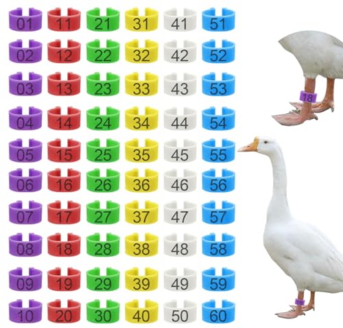 60 Pcs 25mm Extra Large Chicken Leg Bands, 6 Colors 01-60 Numbered Turkey Leg Rings Duck Identification Bands Poultry Ankle Tags Wide for Turkey Guinea Goose Duck Chicken Gamefowl - size: 25mm - 6 Colors