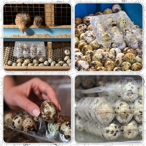 60 Pcs Giant Quail Egg Cartons 12 Grids Clear Plastic Stackable Trays for Jumbo Quail Eggs, Pigeon Eggs, Small Poultry, Great for Home Fridge Storage, Farm, Market, Gift Box Packing