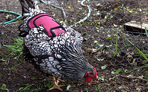 DOWN UNDER OUTDOORS Medium-Large Chicken Saddle Hen Apron Saver (Burgundy) | Adjustable Straps, Chicken Apron, Poultry Saver, Pet Supplies, Including Shoulder Cover, 14 oz Breathable Cotton Canvas - color: Burgundy