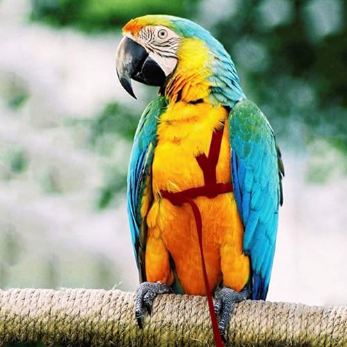 2 pcs Pet Parrot Bird Harness and Leash, Adjustable Training Design Anti-Bite, Outdoor Flying Training Rope Kit for Bird Parrots Fits Birds Chest Between46-76cm /18.11-29.92inch - XL (red) - color: red, size: XL