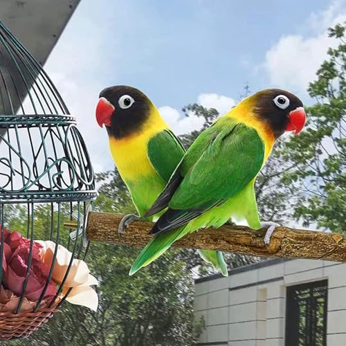 Natural Wood Bird Perch Set, 5 Branch Perches with Mounting Hardware, Parrot Cage Accessories for Claw and Beak Care (Natural, Medium)