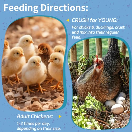 10LB Dried Black Soldier Fly Larvae for Chickens | Factory Direct-No Middle Man, 4% Calcium for Strong Eggshells, 43% Protein Natural Treats for Vibrant Feathers - size: 10 Pound (Pack of 1)