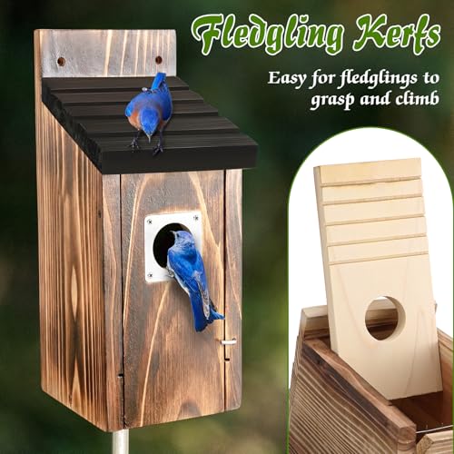 Dreyoo 2 Pack Bluebird Box Houses for Outside,1-1/2'' Entrance Hole Wooden Bird Houses with Metal Guard, Secure Latch,Fledgling Grooves,Air Vents for Bluebird Wren Swallow (Black Roof,Burnt Wood Body) - color: Black Roof,Burnt Wood Body