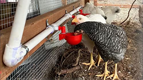 Chicken Water Cups for PVC with Tee (24 Pack), Automatic Chicken Waterer Kit for Poultry, DIY PVC Water Feeder for Chicken/Duck/Quail/Turkey - size: 24-Pack