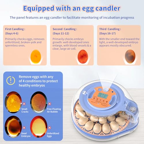 Incubators for Hatching Eggs, FAMEWARE 26 Egg Incubator with Voice Control, Auto Turning, Auto Humidity, °F/°C Switch & Egg Candler, Fits Chicken Bird Eggs - Blue - color: Blue