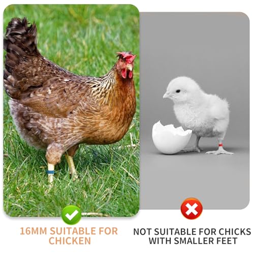 100Pcs Chicken Leg Rings with 5 Color, 16mm Numbered Chicken Identification Leg Bands Clip Poultry Ankle Bands for Bantam, Duck, Guinea and Medium Birds - size: 16mm