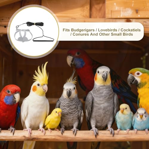 Bird Harness Leash, Adjustable Pet Parrot Bird Harness and Leash Lightweight Anti-Bite Flight Training Rope with Cute Wing, (Gray, M), Intended for Parrots/Pigeons/Budgies - color: Gray, size: Medium