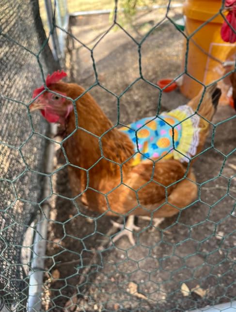 6Pcs Chicken Saddles Waterproof Hen Aprons Feather Protective Jackets with Elastic Straps Wing Back Protectors Chicken Hen Mating Saddle (Color Random)