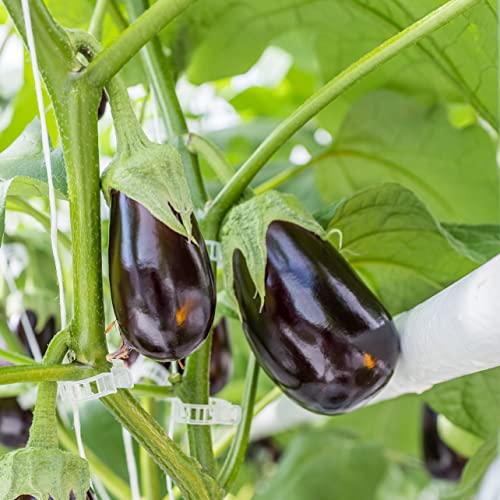 Piteno® 300Pcs Tomato Clips, Plastic Trellis Clips, Plant Support Clips, Grape Vine Tomato Vine Vegetables Plants Garden Support Clips to Grow Upright Makes Plants Healthier (Green) - color: Green