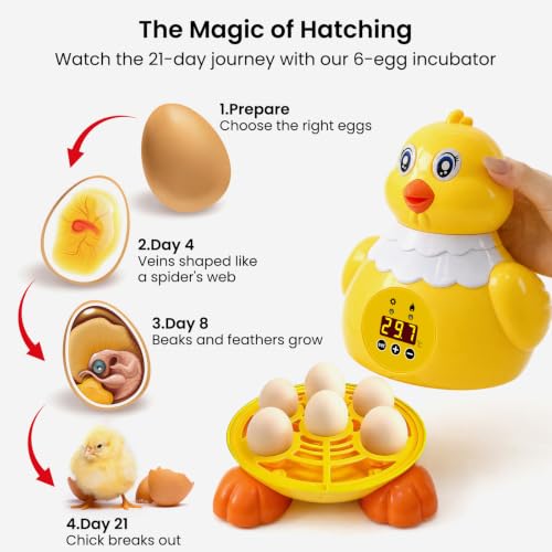 Incubators for Hatching Eggs, Small Egg Incubator with Temperature Control, Air Circulation & Viewing Window, 6 Eggs Poultry Hatcher for Chicken Duck Quail Pigeon Pheasant, Ideal for Home Lab Kids