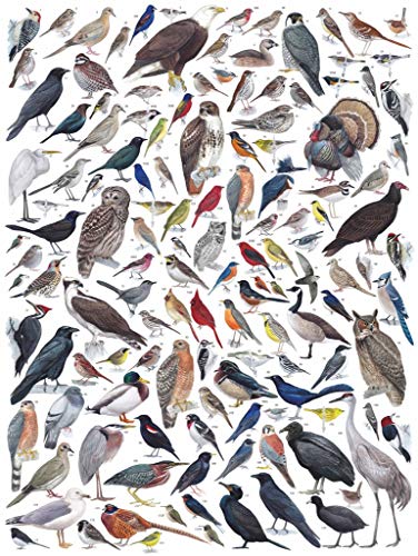 New York Puzzle Company - Cornell Lab Birds of Eastern/Central North America - 1000 Piece Jigsaw Puzzle for Family Game Nights by Pedro Fernandes - color: Birds of Eastern/Central North America 1000 Piece