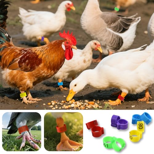 BDS-HOME 100Pcs Numbered Chicken Leg Rings, 16 mm Clip-On Poultry Foot Ring Mark Plastic Anklets Identification Leg Bands Clip Ring for Hens Duck Goose Pigeon Turkeys (5 Color)