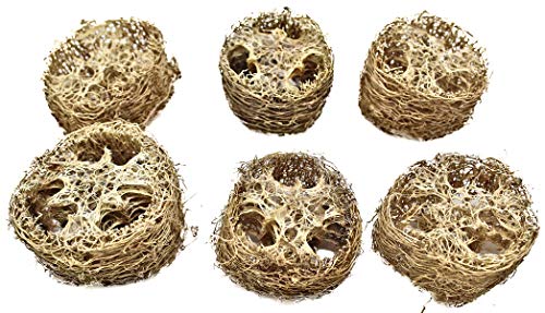 Bonka Bird Toys 3404 Pk6 Small Loofah 2" Diameter by 1.50" Thick Slices Medium Parrot Chew Foot Talon Cage Toy, Conure, Quaker, Ringneck, and Similar