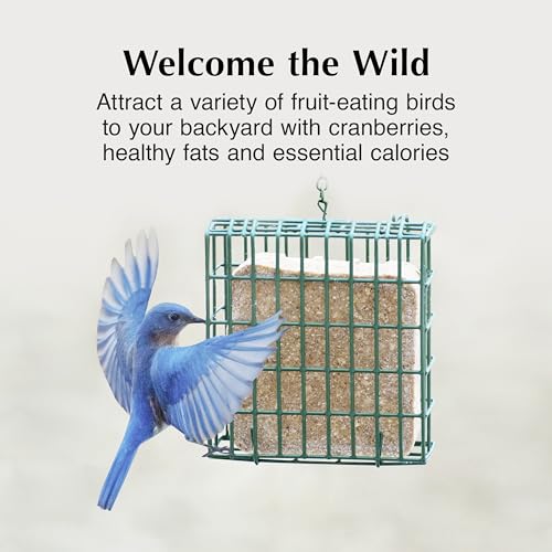 C&S Cranberry Delight No Melt Suet Dough, Suet Cakes for Wild Birds Including Robins, Blue Jays, Bluebirds, Tanagers, Thrushes and More, 8 Pack - size: 1.47 Ounce (Pack of 8), style: Cranberry, 8 Pack