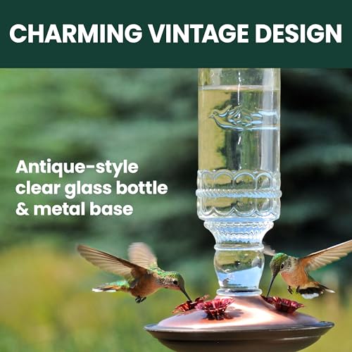Perky-Pet Antique Glass Bottle Hummingbird Feeder - Outdoor Garden Décor Hummingbird Feeder - 8107-1SR - 10 Fl Oz Nectar Capacity - Durable Humming bird Feeder for Backyards, Porches, Decks, Hooks - style: Clear Bottle