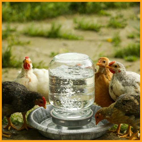 Potchen 2 Pcs Baby Chick Feeder and Waterer Base, Galvanized Steel Feeding Tray with 8 Holes, 1 Quart Compatible with Mason Jars & Standard Jars for Small Birds Chicks(Waterer) - style: Waterer