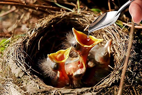 60ML Baby Bird Parrot Feeding Tubes | Liquid Medicine Feeder Push-tube Pet Cat Dog Feeding Medicine With 2 Pcs Stainless Steel Metal Feeding Spoon - size: 60ML
