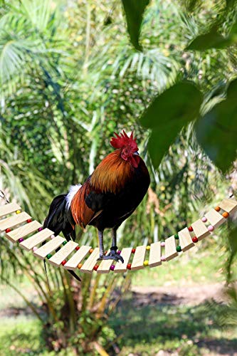 Chicken Coop Toy Chicken Toys for Hens Natural Wood Chicken Ladder Chicken Swing Chicken Perch for Birds Poultry Rooster Chicks L - size: L