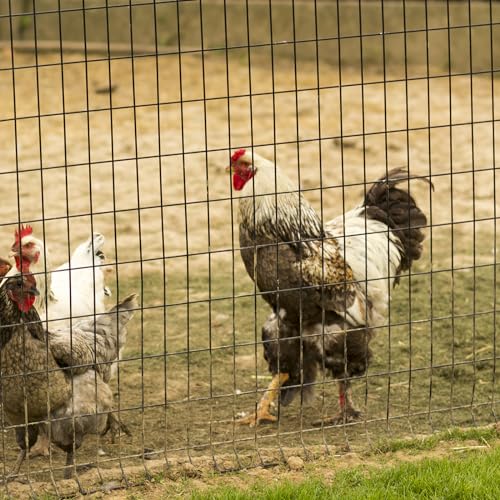 2ft x 50ft Black Vinyl Coated Welded Wire Fence | Heavy Duty Garden Fencing,Chicken Coop Poultry Run, Dog Fence & Garden Protector for Vegetables - size: 2 ft X 50 ft