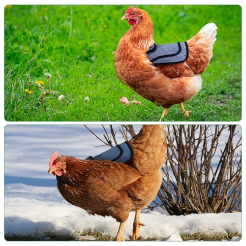 M METERXITY 4-Pack Premium Chicken Saddle, 25.4cm/10" Hens Saddle with Adjustable Strap Birds Feather Protector for Back and Sides Poultry Saver for Hens and Roosters [Blue,Purple Each 2] - color: Blue,Purple