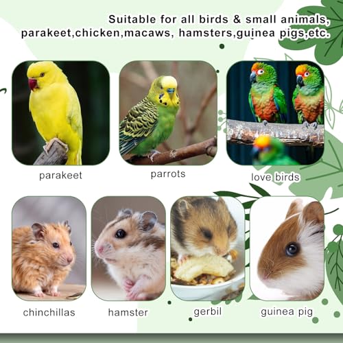 2Pcs Parrot Feeder Chew Toy Balls Interactive Bird Foraging Toys | Plastic Colorful Birds Ball, Soft Chewable Bird Chew Ball, Parakeet Parrots Hamsters, Cockatiel Lovebirds Guinea, Pigs Macaws