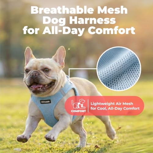 Voyager Step-in Air Dog Vest Harness - Baby Blue, X-Small | 13 - 14.5" in Chest, Reflective Bands, All Weather Breathable Air Mesh, Cats Compatible, Lightweight, Fast Drying - color: Harness (Baby Blue), size: XS (Chest: 13 - 14.5")